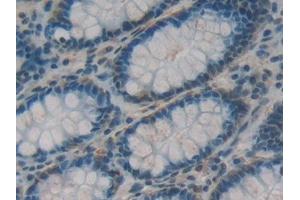 Immunohistochemistry (IHC) image for anti-Ribonuclease, RNase A Family, 1 (Pancreatic) (RNASE1) (AA 29-156) antibody (ABIN1078491)