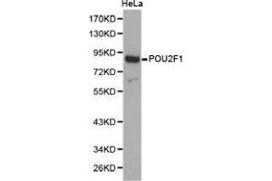 Western Blotting (WB) image for anti-POU Domain, Class 2, Transcription Factor 1 (POU2F1) antibody (ABIN1874196) (POU2F1 抗体)
