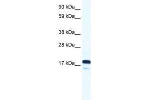 Western Blotting (WB) image for anti-RNA Polymerase II TBP-Associated Factor Subunit G (TAF9) antibody (ABIN2460983) (TAF9 抗体)