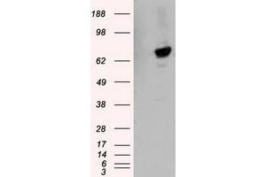 Image no. 3 for anti-Tubulin tyrosine Ligase-Like Family, Member 12 (TTLL12) antibody (ABIN1499035) (TTLL12 抗体)