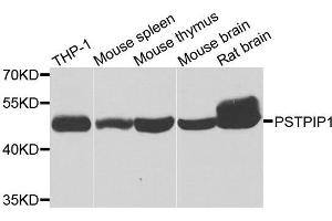 Western blot analysis of extracts of various cell lines, using PSTPIP1 antibody. (PSTPIP1 抗体  (AA 157-416))