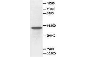 Image no. 2 for anti-Secretogranin III (SCG3) (C-Term) antibody (ABIN1492927) (SCG3 抗体  (C-Term))