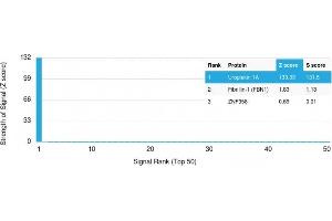 Analysis of Protein Array containing more than 19,000 full-length human proteins using Uroplakin 1A Mouse Monoclonal Antibody (UPK1A/2921) Z- and S- Score: The Z-score represents the strength of a signal that a monoclonal antibody (MAb) (in combination with a fluorescently-tagged anti-IgG secondary antibody) produces when binding to a particular protein on the HuProtTM array. (UPK1A 抗体  (AA 114-173))