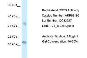Western Blotting (WB) image for anti-Urotensin 2B (UTS2B) (C-Term) antibody (ABIN2789058) (Urotensin 2B 抗体  (C-Term))