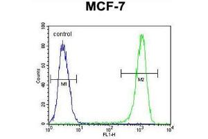 BCL10 Antibody (N-term) flow cytometric analysis of MCF-7 cells (right histogram) compared to a negative control cell (left histogram). (BCL10 抗体  (N-Term))