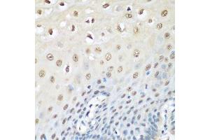 Immunohistochemistry of paraffin-embedded human esophagus using VCP antibody. (VCP 抗体  (AA 647-806))