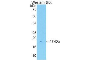 Western Blotting (WB) image for anti-Interleukin 1 Receptor, Type I (IL1R1) (AA 226-352) antibody (ABIN3209484) (IL1R1 抗体  (AA 226-352))
