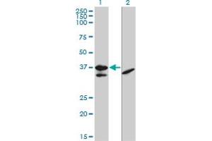 Western Blotting (WB) image for anti-Transcription Factor 19 (TCF19) (AA 17-103) antibody (ABIN598965) (TCF19 抗体  (AA 17-103))