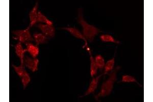 ABIN6275039 staining Hela by IF/ICC. (Contactin 6 抗体  (Internal Region))