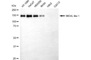 Western blotting analysis using MICAL like 1 antibody (ABIN7799405).
