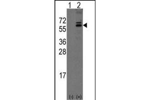 Western blot analysis of Noelin-1(Olfm1) (arrow) using rabbit polyclonal Noelin-1(Olfm1) Antibody (C-term) (ABIN389178 and ABIN2839341). (Olfactomedin 1 抗体  (C-Term))