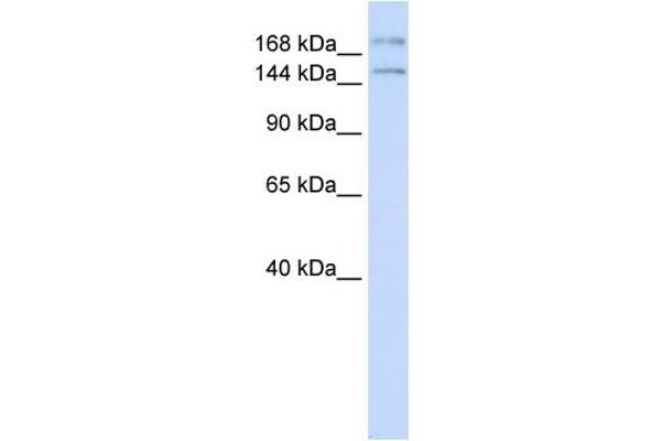 IFT140 抗体  (N-Term)
