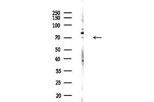 anti-TXK tyrosine Kinase (TXK) (N-Term) antibody