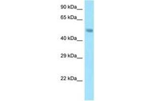 Image no. 1 for anti-Sorting Nexin 5 (SNX5) (AA 31-80) antibody (ABIN6748214) (SNX5 抗体  (AA 31-80))