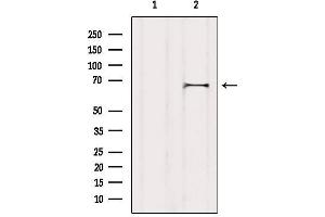 Western blot analysis of extracts from COS-7, using Syndecan-3 Antibody. (SDC3 抗体)