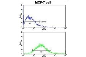 Flow cytometric analysis of MCF-7 cells using EphB6 Antibody (N-term S45) (bottom histogram) compared to a negative control cell (top histogram).