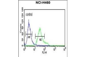 DGCR8 Antibody (Center) (ABIN652880 and ABIN2842569) flow cytometric analysis of NCI- cells (right histogram) compared to a negative control cell (left histogram). (DGCR8 抗体  (AA 439-466))