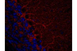 Indirect immunohistochemistry of a PFA fixed mouse cerebellum section (dilution 1 : 500).