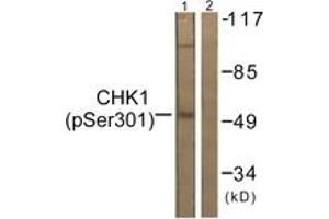 Western blot analysis of extracts from 293 cells, using Chk1 (Phospho-Ser301) Antibody. (CHEK1 抗体  (pSer301))