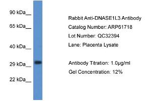 Western Blotting (WB) image for anti-Deoxyribonuclease I-Like 3 (DNASE1L3) (C-Term) antibody (ABIN786480) (DNASE1L3 抗体  (C-Term))