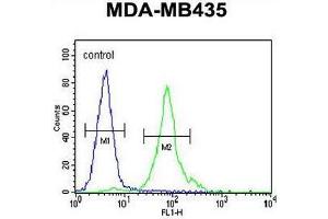 CCDC81 Antibody (Center) flow cytometric analysis of MDA-MB435 cells (right histogram) compared to a negative control cell (left histogram). (CCDC81 抗体  (Middle Region))