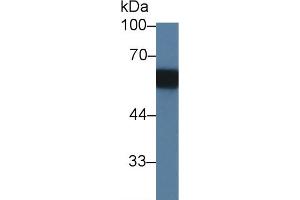 Western blot analysis of Rat Serum, using Rat PAG1 Antibody (3 µg/ml) and HRP-conjugated Goat Anti-Rabbit antibody ( (PAG1 抗体  (AA 138-357))