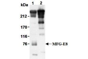 Western Blotting (WB) image for anti-Milk Fat Globule-EGF Factor 8 Protein (MFGE8) antibody (ABIN1449192) (MFGE8 抗体)