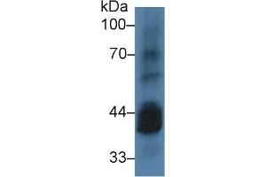 Western Blot; Sample: Mouse Testis lysate; Primary Ab: 3µg/ml Rabbit Anti-Human CSNK1a1 Antibody Second Ab: 0. (CSNK1A1 抗体  (AA 130-337))