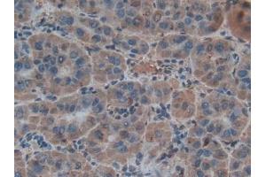 Immunohistochemistry (IHC) image for anti-Hepcidin Antimicrobial Peptide (HAMP) (AA 25-84) antibody (ABIN7434458)
