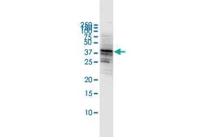 Western Blot detection against Immunogen (53. (CD80 抗体  (AA 1-288))