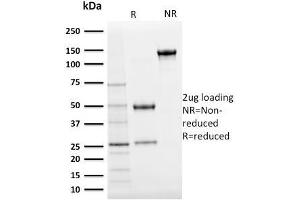 SDS-PAGE Analysis Purified Ubiquitin Mouse Monoclonal Antibody (UBB/2122). (Ubiquitin B 抗体  (AA 1-119))