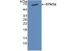 Western blot analysis of recombinant Human CALM1. (Calmodulin 1 抗体  (AA 1-149))