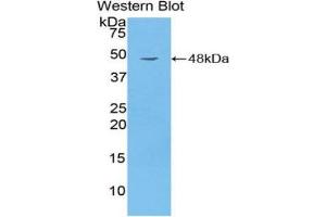 Western Blotting (WB) image for anti-CD40 Ligand (CD40LG) (AA 113-261) antibody (ABIN1858305) (CD40 Ligand 抗体  (AA 113-261))