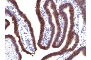 Formalin-fixed, paraffin-embedded human FallopianTube stained with EpCAM Mouse Monoclonal Antibody (EGP40/1373).