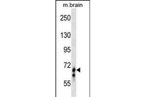 GLB1L Antibody (N-term) (ABIN1539000 and ABIN2849961) western blot analysis in mouse brain tissue lysates (35 μg/lane). (GLB1L 抗体  (N-Term))