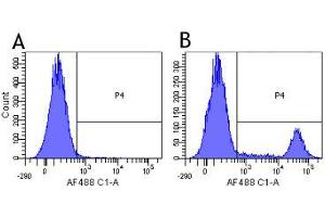 Flow-cytometry using the anti-CD20 research biosimilar antibody Rituximab   Human lymphocytes were stained with an isotype control (panel A) or the rabbit-chimeric version of Rituximab (panel B) at a concentration of 1 µg/ml for 30 mins at RT.