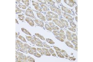 Immunohistochemistry of paraffin-embedded mouse stomach using MSMB antibody (ABIN6003799) at dilution of 1/100 (40x lens). (MSMB 抗体)