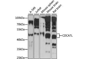 Western blot analysis of extracts of various cell lines, using CDCA7L antibody (ABIN6291901) at 1:1000 dilution. (CDCA7L 抗体)