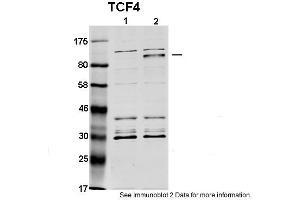 Western Blotting (WB) image for anti-Transcription Factor 4 (TCF4) (N-Term) antibody (ABIN2792580) (TCF4 抗体  (N-Term))