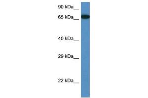 WB Suggested Anti-Mbtd1 Antibody Titration: 1.