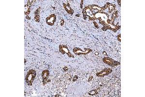 IHC analysis of SCO1 using anti-SCO1 antibody (ABIN7600609).