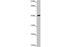 Western blot All lanes: PMPCB antibody at 2. (PMPCB 抗体  (AA 110-380))