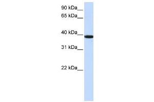 Western Blotting (WB) image for anti-Kelch Domain Containing 8B (KLHDC8B) antibody (ABIN2459197) (KLHDC8B 抗体)