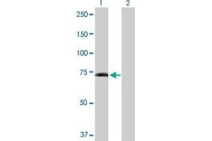 Western Blot analysis of GPR50 expression in transfected 293T cell line by GPR50 MaxPab polyclonal antibody. (GPR50 抗体  (AA 1-617))