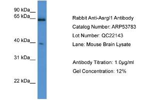 WB Suggested Anti-Asrgl1  Antibody Titration: 0. (ASRGL1 抗体  (C-Term))