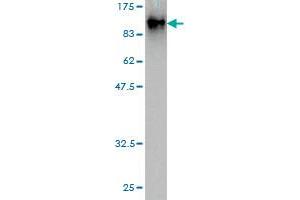 Western Blot detection against Immunogen (82. (EIF4G3 抗体  (AA 1-515))
