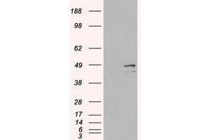 Image no. 1 for anti-Death-Associated Protein 3 (DAP3) (C-Term) antibody (ABIN374210) (DAP3 抗体  (C-Term))