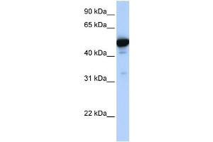 GLUD1 antibody - N-terminal region  validated by WB using Fetal Liver Lysate at 1ug/ml. (GLUD1 抗体  (N-Term))