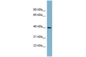 MOS antibody used at 1 ug/ml to detect target protein.
