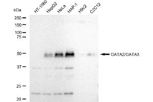 Western blotting analysis using GATA2/GATA3 antibody (ABIN7800933). (Recombinant GATA2/GATA3 抗体)
